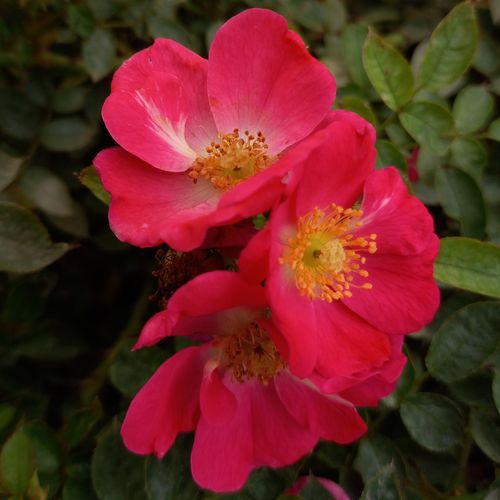 Rosa Bay™ - rosa - zwergrosen
